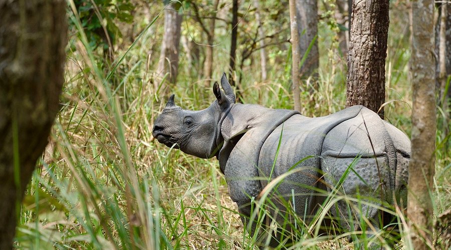 Chitwan